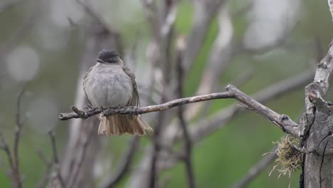 Static-shot-of-a-Crowned-Slaty-Flycatcher-shaking-the-rain-off-its-feathers