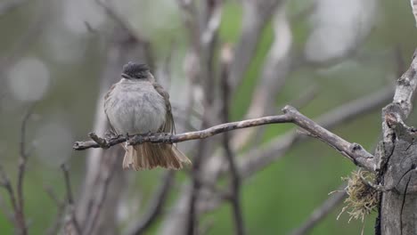 una foto estática de un mosquitero coronado sacudiendo la lluvia de sus plumas.