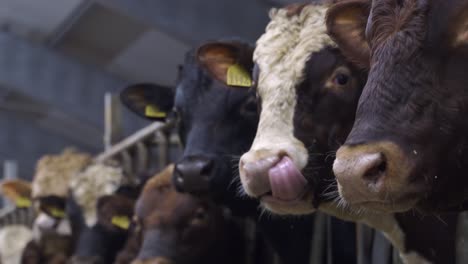 different norwegian red oxen inside indoor barn looking into camera