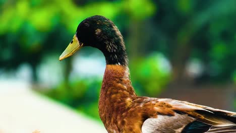 Rouen-Domestizierte-Ente-Im-Ländlichen-Bauernhof.-Nahaufnahme