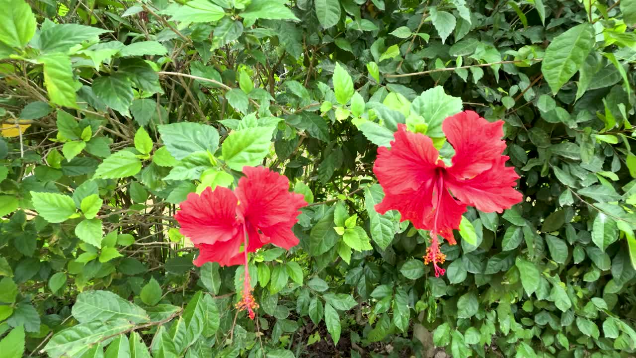 Duas flores de hibisco vermelhas se movem suavemente à luz do dia, cercadas por uma folhagem tropical verde exuberante