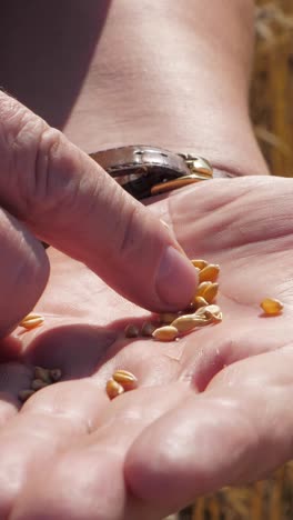 close-up of hand holding golden grains with sunlight highlighting texture and detail