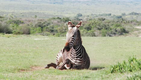 Ein-Kap-Bergzebra-Rollt-Und-Spielt-Im-Staub-In-Einem-Naturschutzgebiet