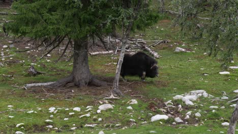 Wide-Angle-Shot-Of-A-Muskox-Walking-In-A-Forest-Landscape,-Large-Hoofed-Mammal