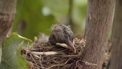 young nestling bird with small feathers sleeping with head outside tree nest