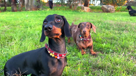 Two-happy-and-cute-dachshund-dogs-with-necklaces-standing-on-green-grass-in-a-park,-sweet-wiener-dogs,-sausage-dog-pets,-4K-shot