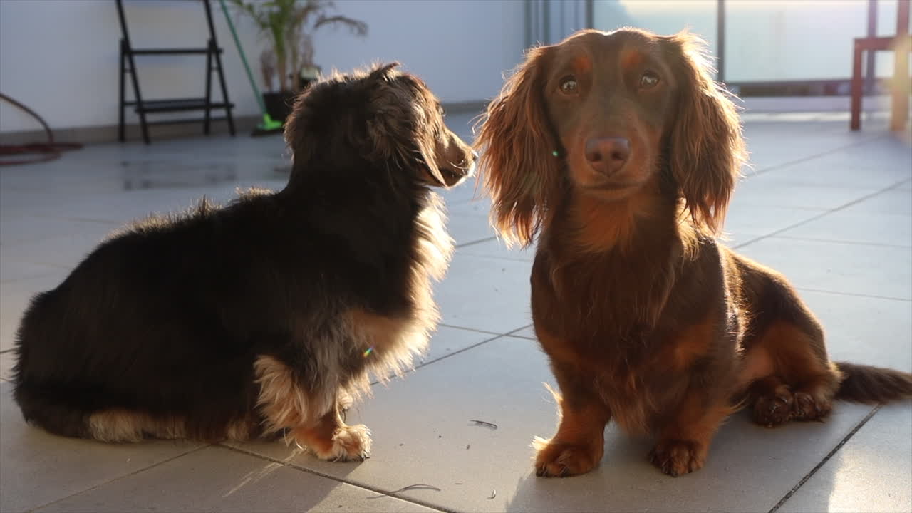 dos pequeños perros salchicha sentados en un patio disfrutando del sol