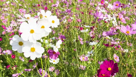 vibrant cosmos flowers swaying in the breeze