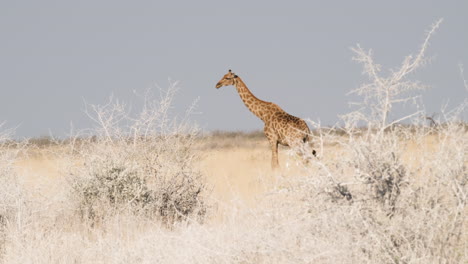 Eine-Südafrikanische-Giraffe-Entdecken,-Die-Träge-Spazieren-Geht-–-Totale