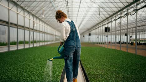 Rear-view-of-confident-professional-girl-Farmer-with-red-hair-using-watering-can-to-water-young-plant-sprouts-in-greenhouse-on-farm