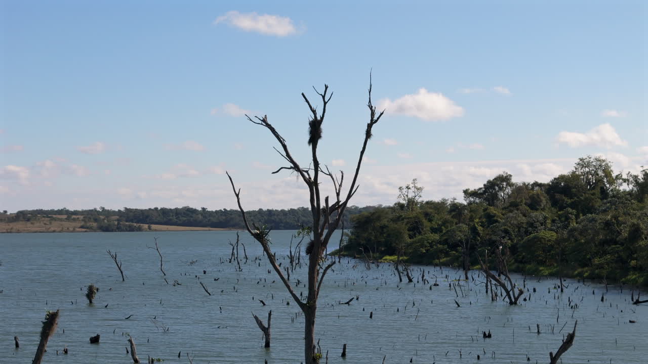 Global warming impact on water levels, aerial landscape of submerged forest