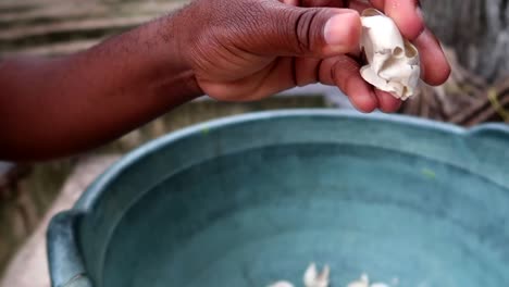 Close-up-shot-of-an-empty-green-sea-turtle-egg-while-a-hand-crushes-it