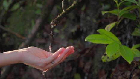 agua de manantial del bosque goteando en la mano