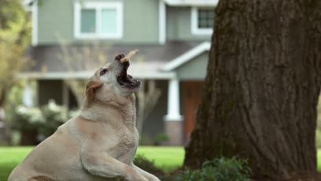 dog catching treat in slow motion