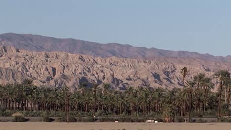 Oasis-with-palm-trees-in-California,-USA