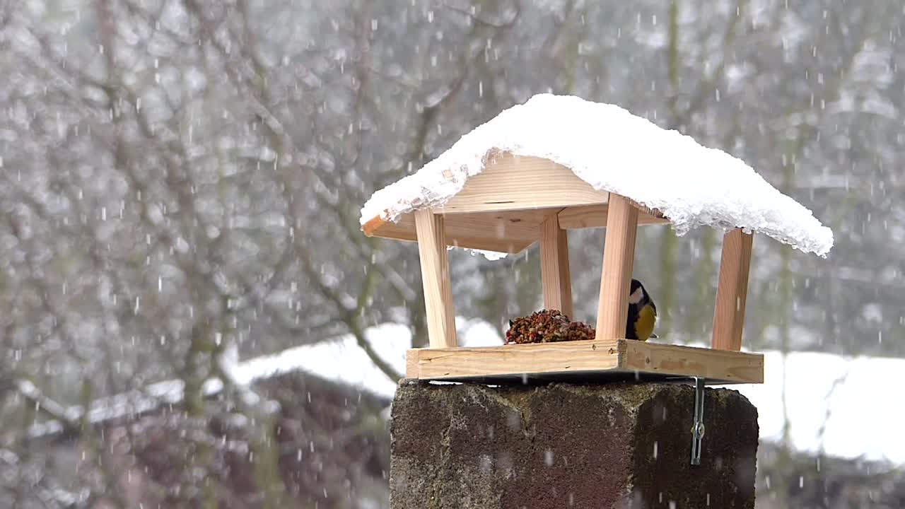 푸른박새는 새 모이통에서 씨앗을 빼앗아 멀리 날아갑니다
