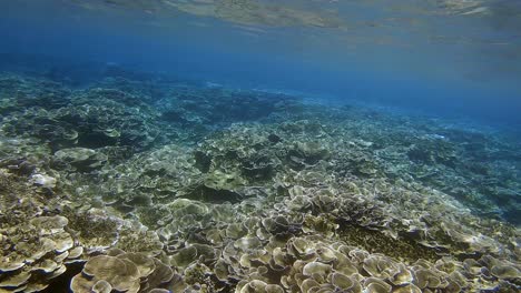 arrecife de coral prístino en aguas poco profundas en la isla de bali