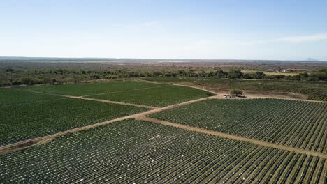 aerial view of a green vegetable plantation landscape, mazatlan