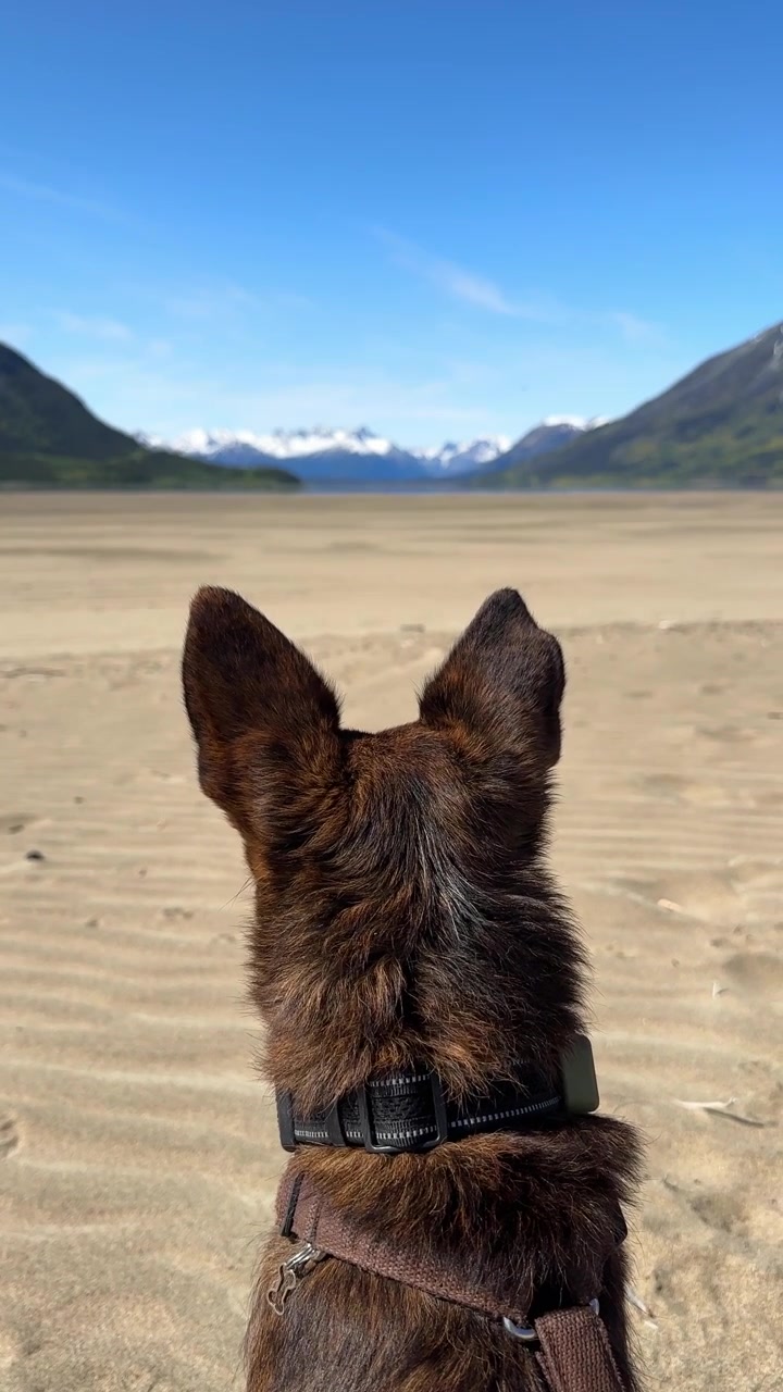 Cane di fronte a montagne innevate da una spiaggia sabbiosa vicino al Lago Bennett, Yukon, Canada