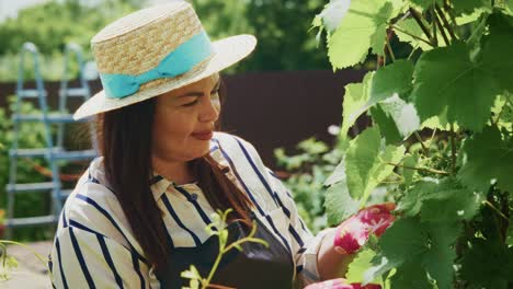woman harvesting grapes in a garden