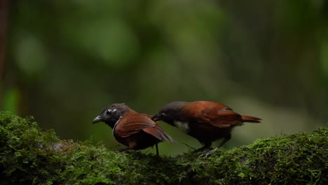 dos pájaros balbuceadores de pico blanco están buscando comida en un árbol de musgo