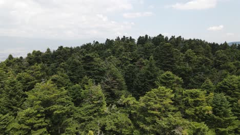 Antena-Natural-De-La-Cima-Del-Bosque-De-Pinos