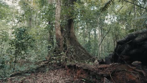 Old-Trunk-And-Big-Tree-In-The-Forest---handheld-shot