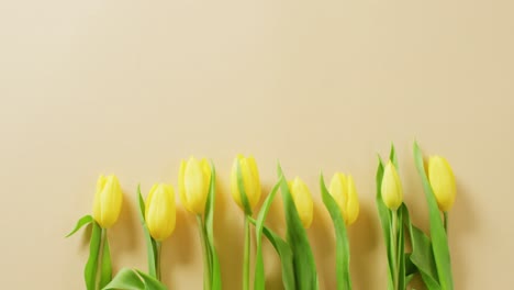 Video-of-yellow-tulips-with-copy-space-on-yellow-background