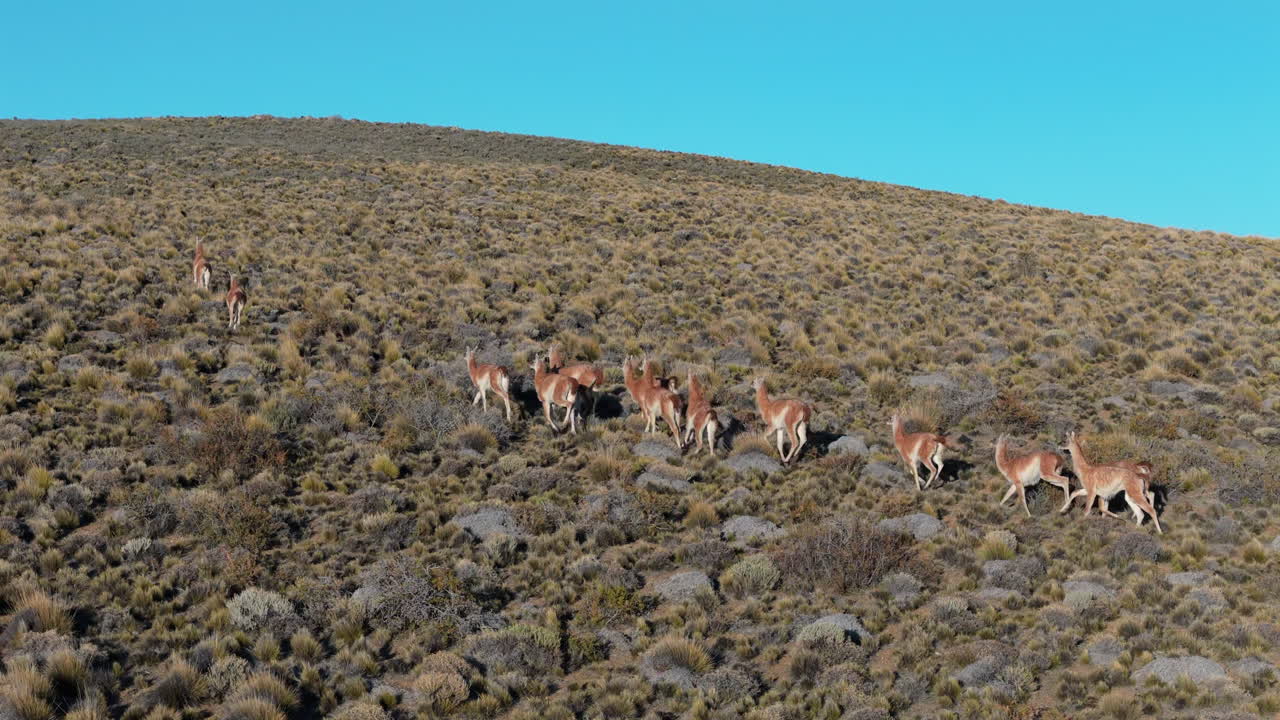 Drone flight over a herd of Guanacos, running over the grassland on a sunny day, copy space