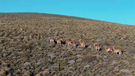 Drone flight over a herd of Guanacos, running over the grassland on a sunny day, copy space