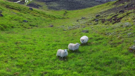 aerial view of three white sheeps grazing on mountain hill near seljavallalaug in iceland