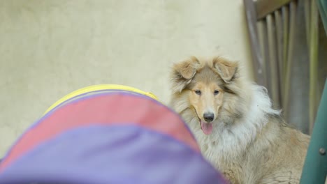 friendly collie dog sitting on lawn