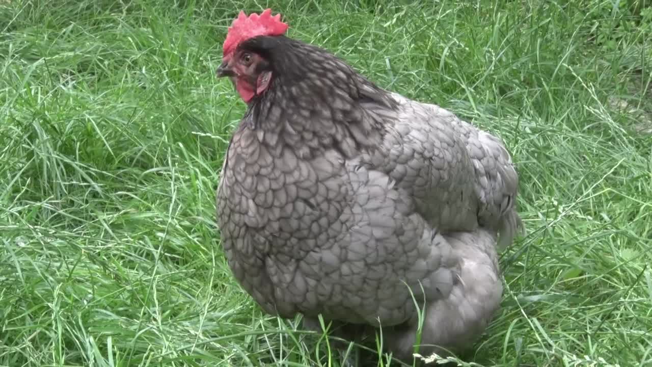 una gallina híbrida de bluebelle en el césped largo