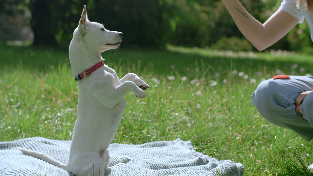 Dog Training Session in the Park