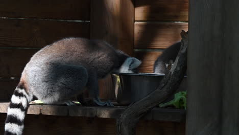 dos lémures hurgan en una caja de metal en busca de comida en un zoológico