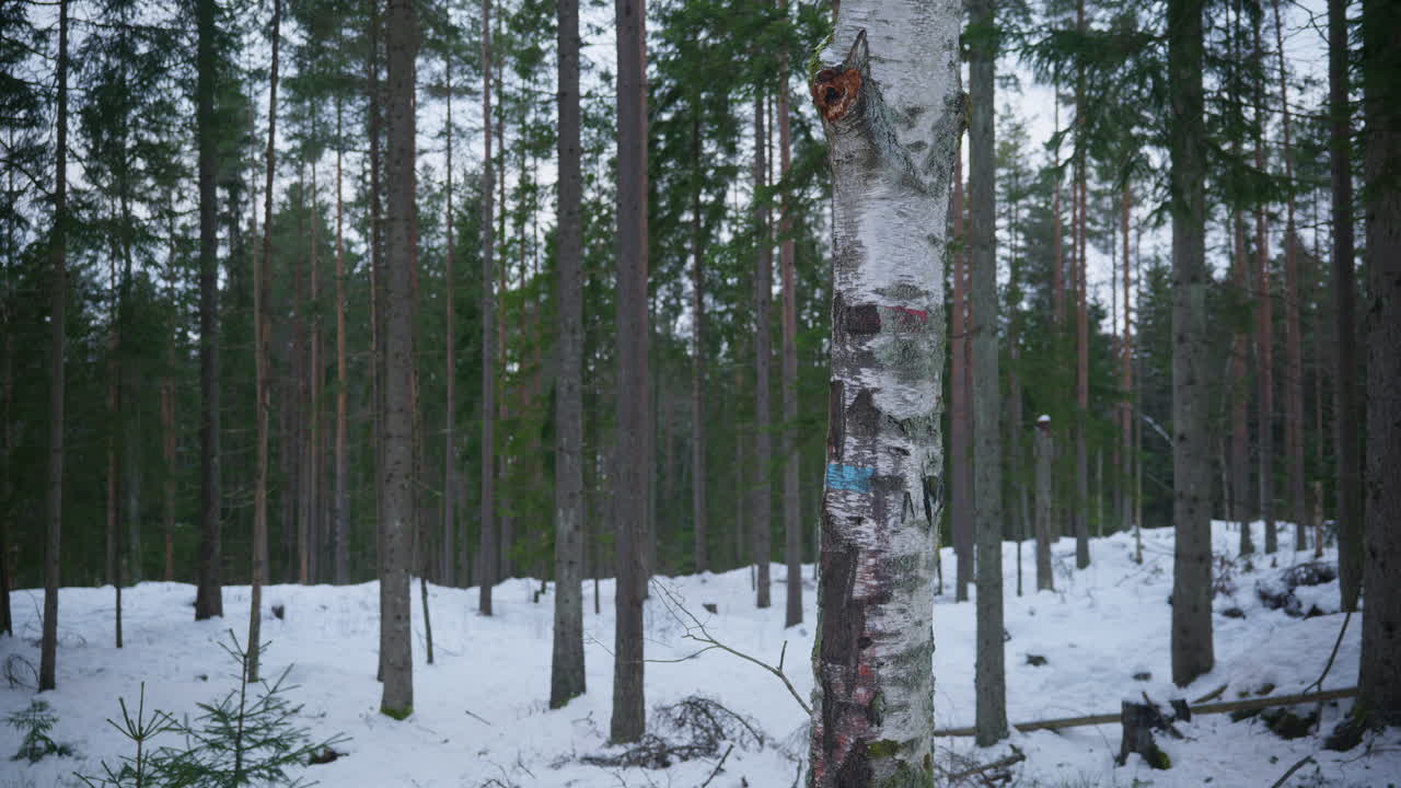 Maisemakuva metsästä, jossa lumi peittää maiseman ja pitkät männyt kohoavat Norjassa kirkkaana talvipäivänä.