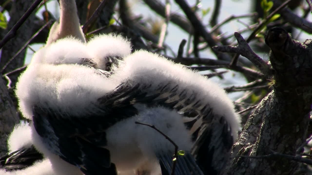 에버글레이즈에 둥지를 틀고 있는 아름다운 하얀 새들 1