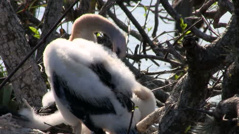 beautiful white birds nesting in the everglades 1