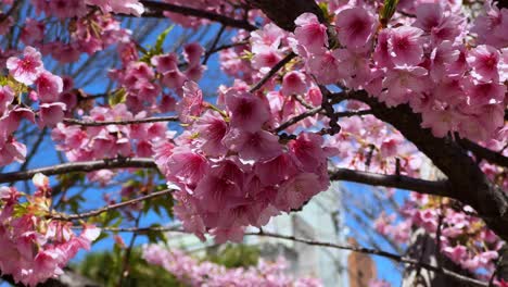 blooming cherry blossoms in japan, vibrant pink flowers against a clear blue sky