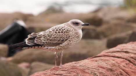 gull perched on a rocky shoreline