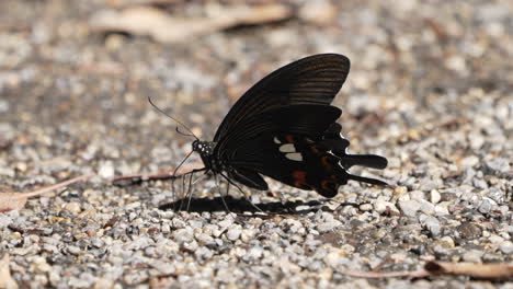 Roter-Helenschmetterling,-Der-Wasser-Saugt-Und-Auf-Den-Boden-Pinkelt