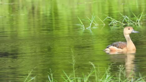 Pato-Silbando-En-El-Lago-Uhd-Mp4-4k