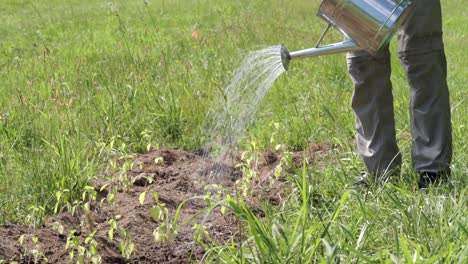 Slow-Motion-Pan-Up-Male-Gardener-Watering-Holy-Tulsi-Plants-With-Watering-Can