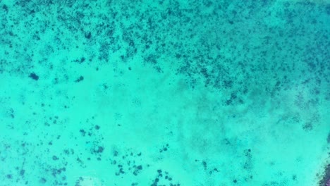 arrecifes de coral que crecen en la arena blanca de los fondos marinos bajo el agua cristalina de la tranquila laguna turquesa, textura marina en la costa de barbados