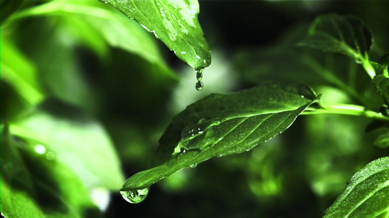 Goccia d'acqua a rallentatore che cade da una foglia verde