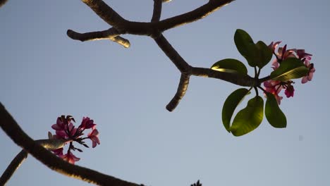 Pink plumeria flowers on tree branches against clear blue sky close up