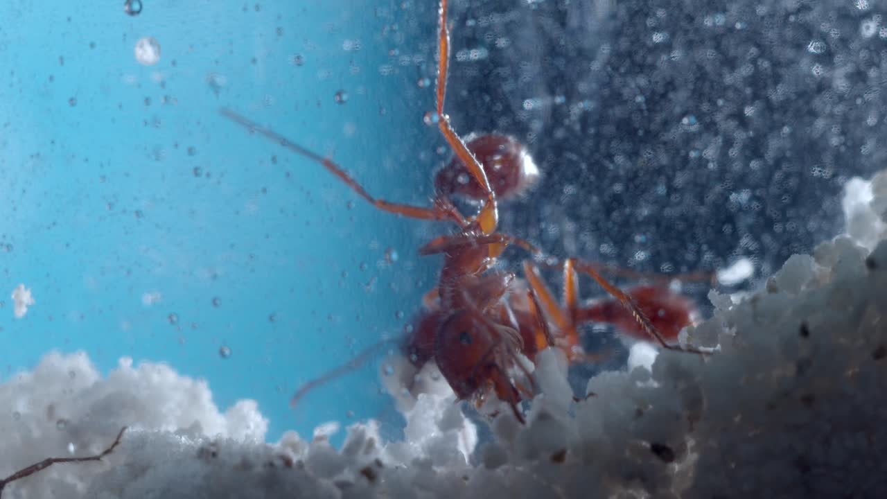 그들의 개미 농장에서 열심히 일하는 수확기 개미의 근접 매크로
