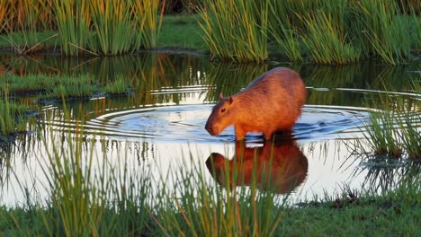 large capybara walking gracefully through shallow water during golden hour, creating mesmerizing concentric ripples and a beautiful reflection on the tranquil surface