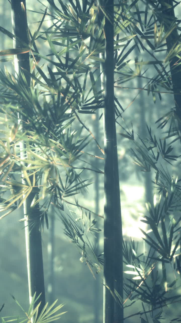 el sereno bosque de bambú