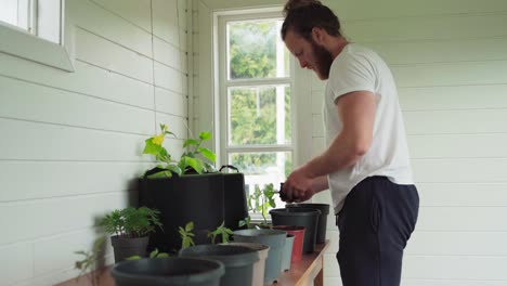 european man transplanting seedlings into larger pots in the house